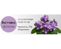 Выставка фиалок в Тернополе 13-15 ноября
